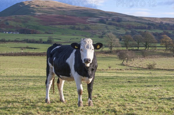 Domestic cattle