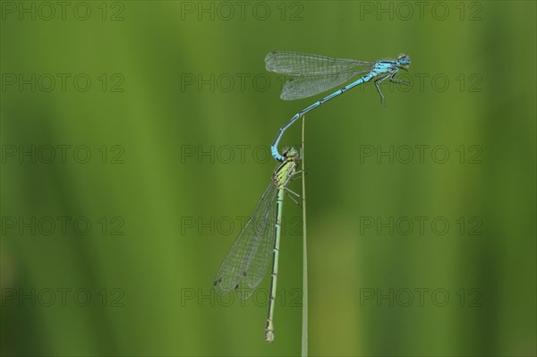 Azure Damselfly