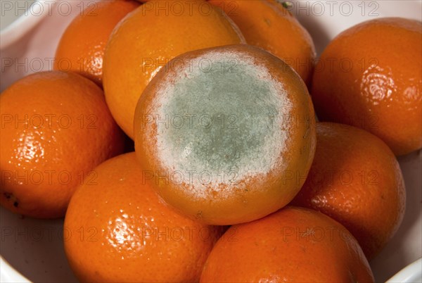 Fruit rot