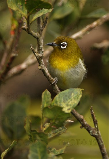 Ceylon White-eye