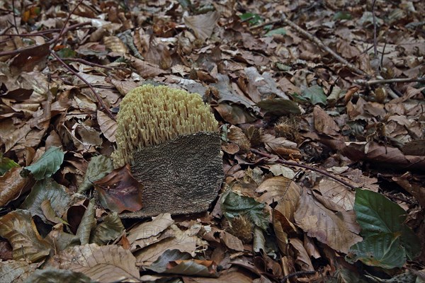 Stiff coral