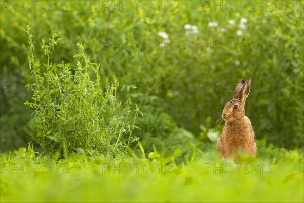 European hare
