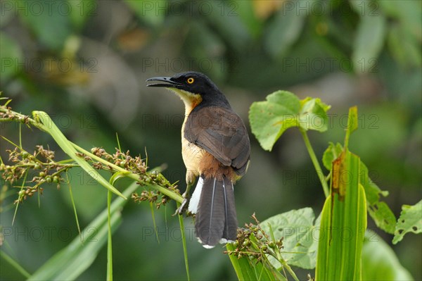 Pipe mockingbird