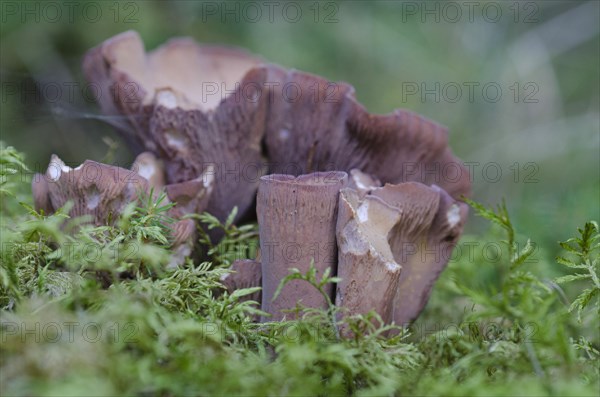 Purple Pig's Ear