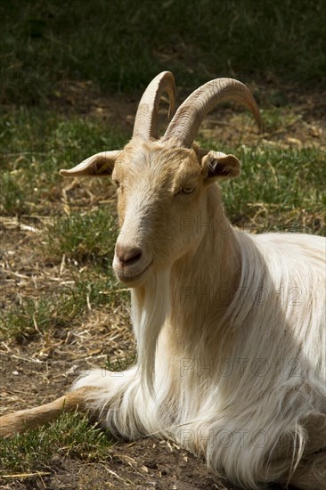Golden Guernsey Goats