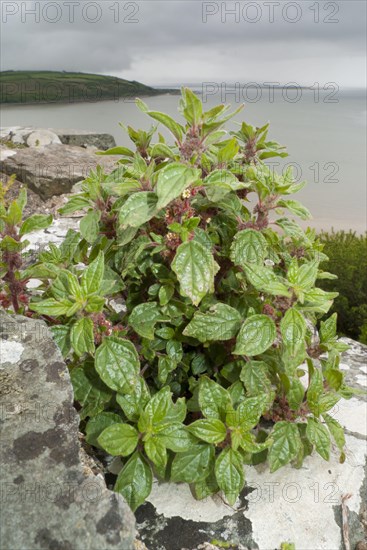 Spreading pellitory