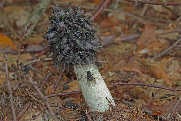 Common Stinkhorn