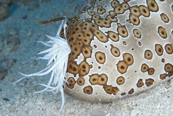 Adult leopard sea cucumber