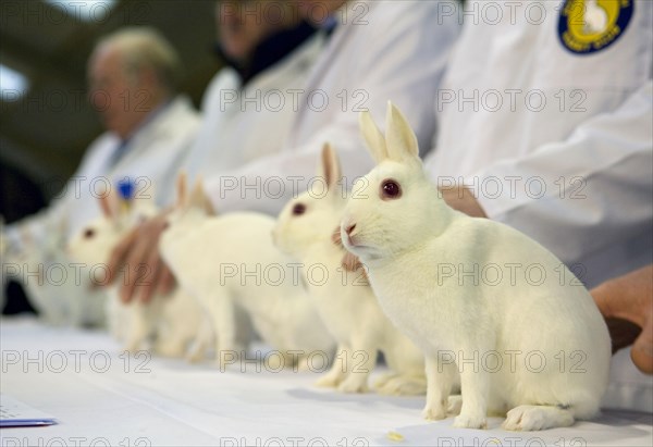 Domestic rabbit