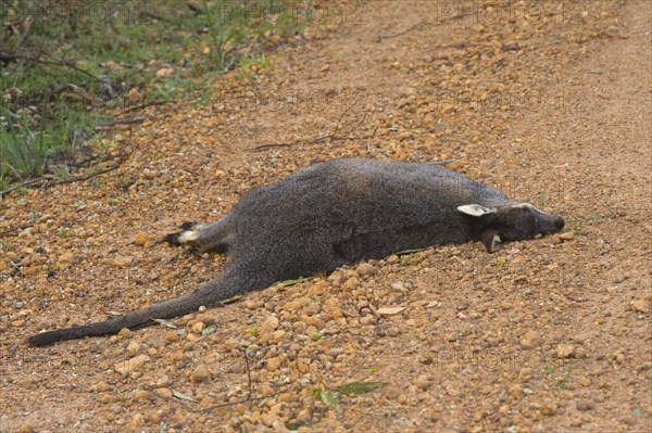 Quokka