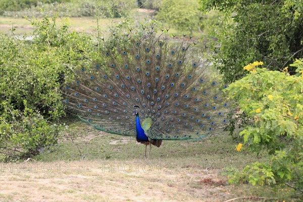 Indian peafowl