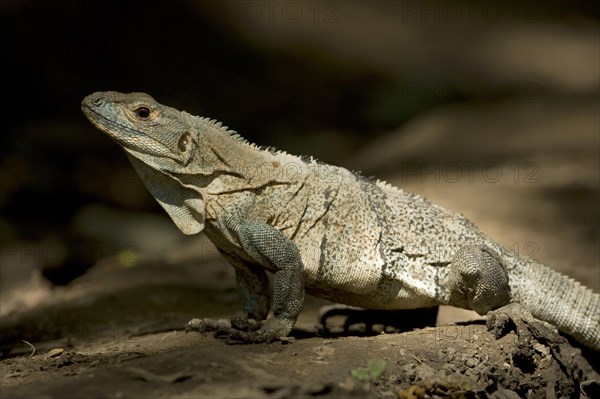 Black spiny-tailed iguana