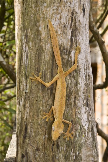 Bamboo flat-tailed gecko