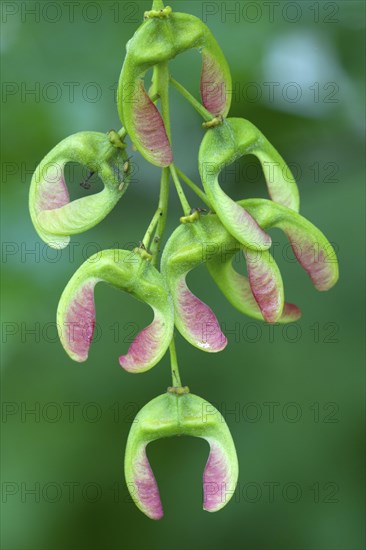 Sycamore maple