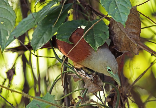 Raffles' Malkoha