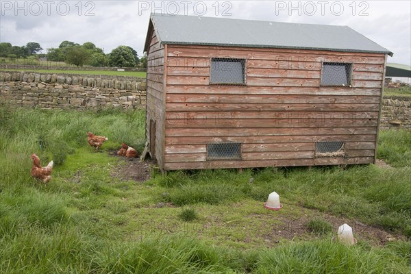 Domestic Chicken