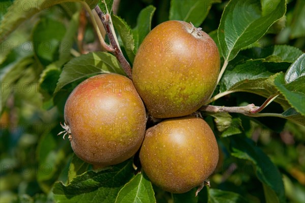 Cultivated Apple