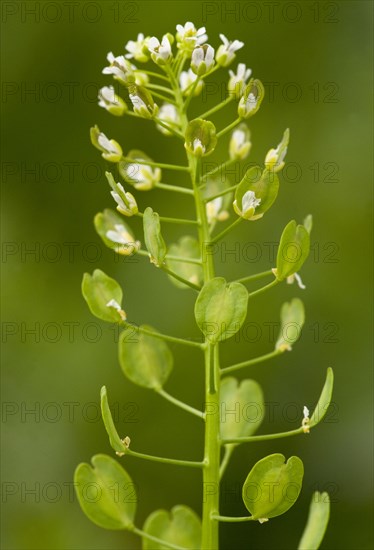 Field penny-cress