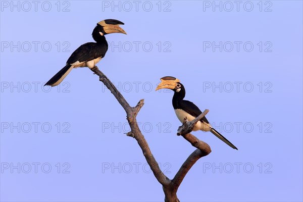 Malabar pied hornbill