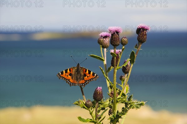 Small Tortoiseshell