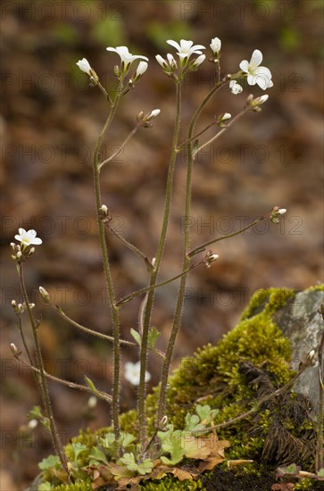 Meadow Saxifrage
