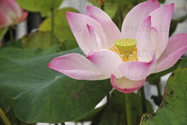 Indian lotus
