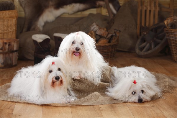 Coton de Tulear