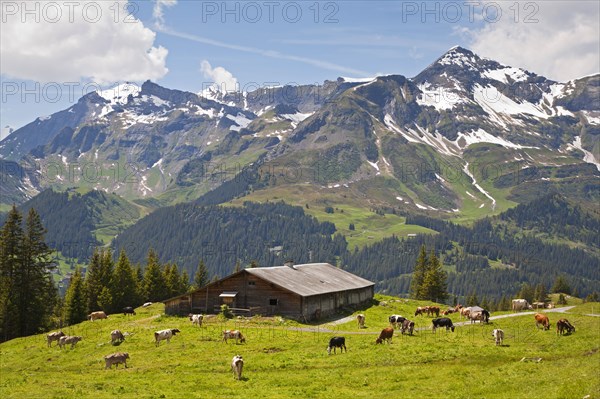 Domestic cattle