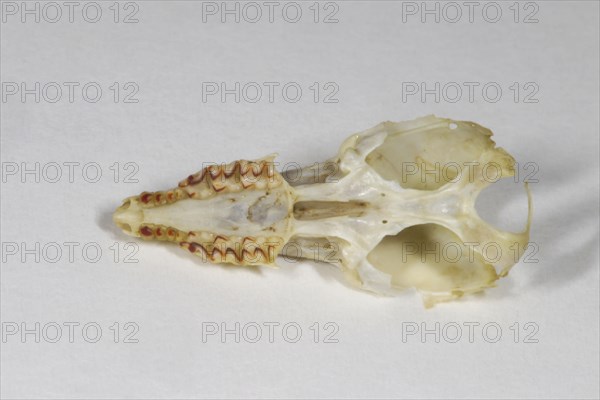 Common shrew