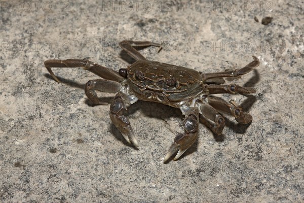Chinese Mitten Crab
