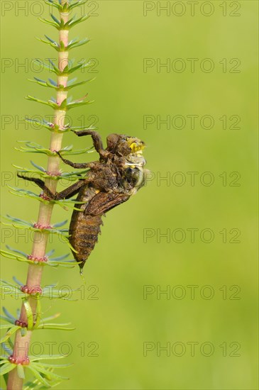 Broad-bodied Chaser adult