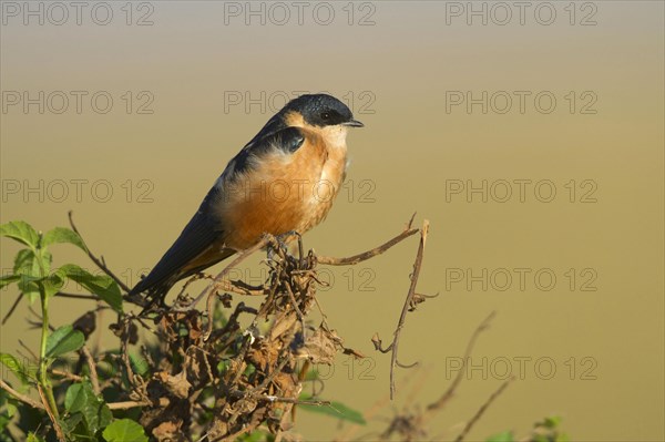 Adult Rusty-breasted Swallow