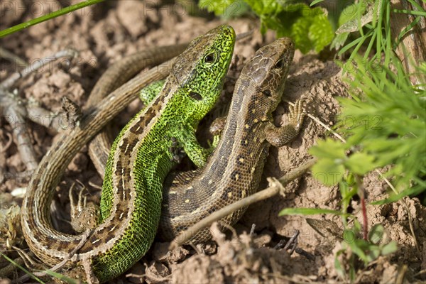 Sand lizards