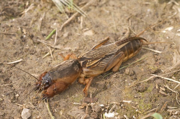 European Mole Cricket