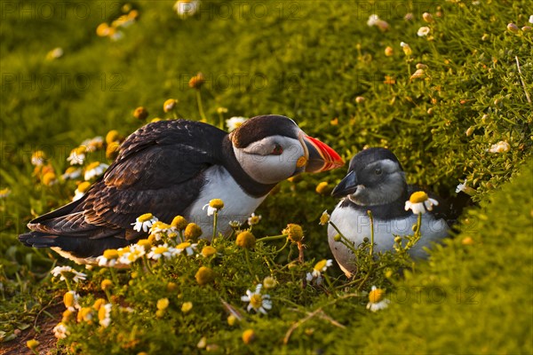 Puffin