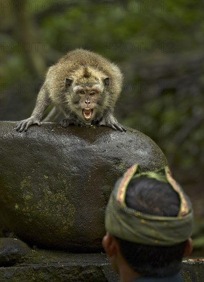 Crab-eating macaques