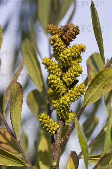 Bog myrtle