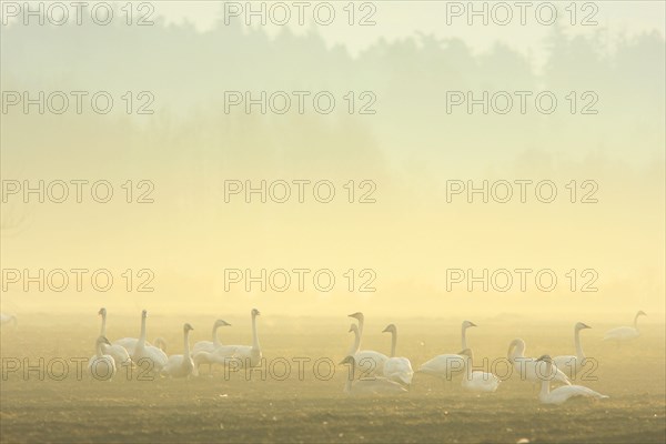 Trumpeter Swan