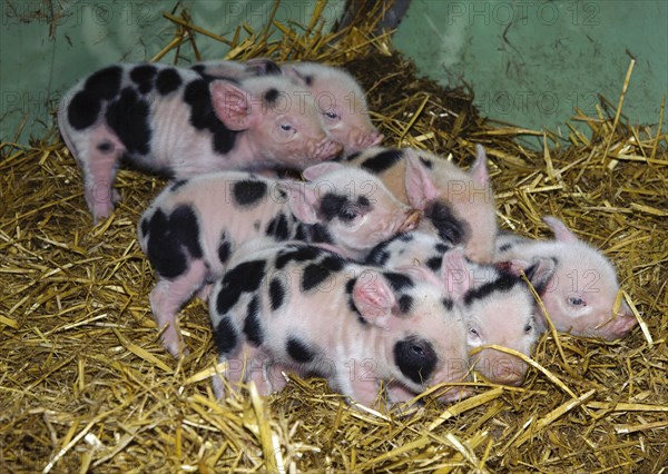 Domestic Pig