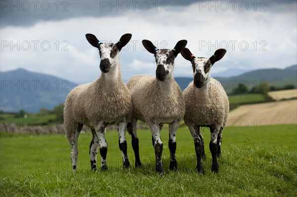 Domestic Sheep