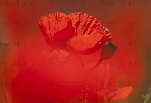 Corn Poppy