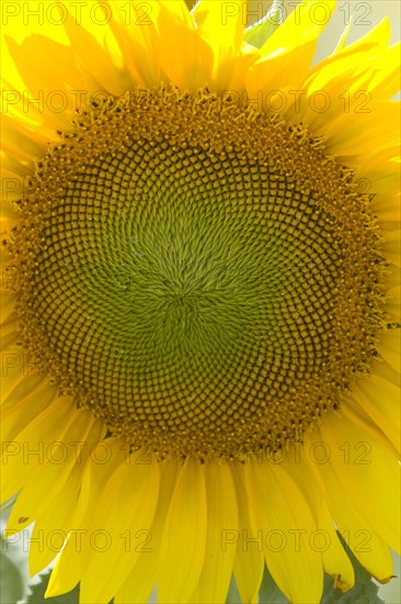 Sunflower head