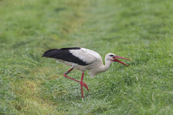 White stork