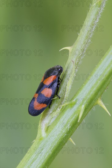 Red-and-black froghopper