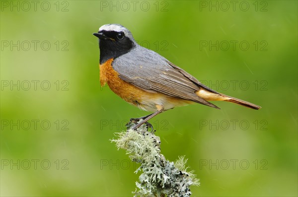Redstart