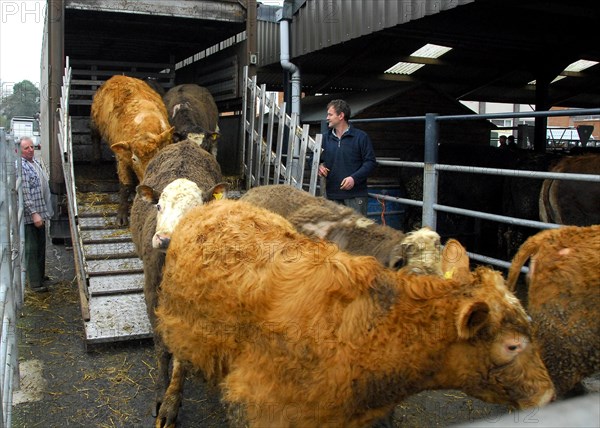 Cattle market