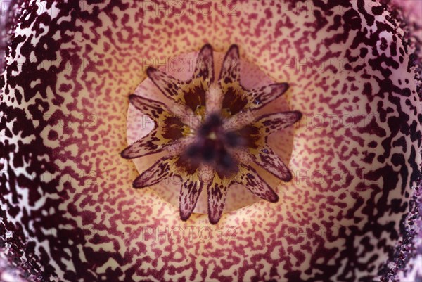 Carrion flower