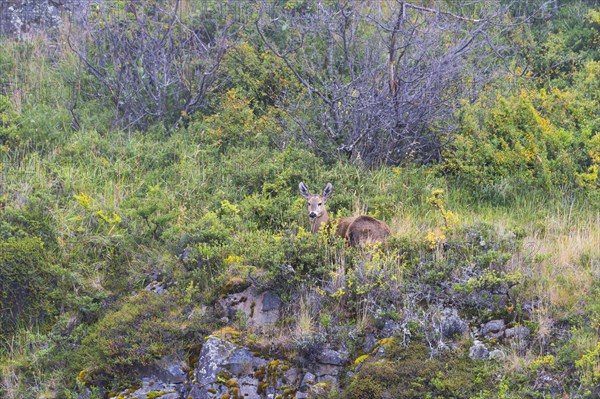 Southern south andean deer