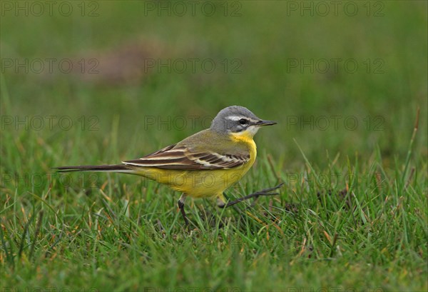 Blue-headed Wagtail