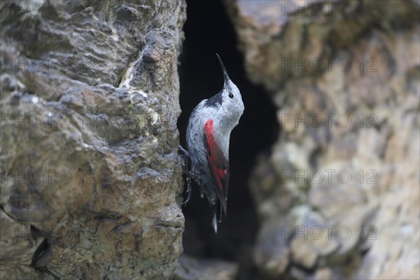 Wallcreeper